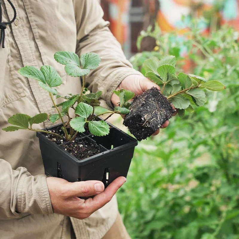 Seed Starting Supplies