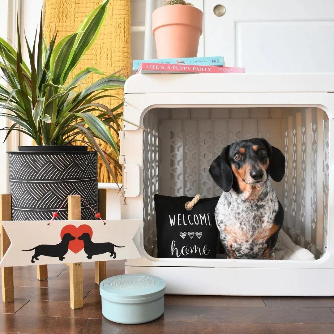 Puppy Training Bundle PAWD