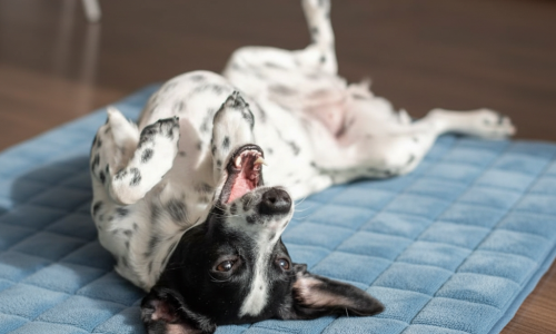 Gemini_Generated_Image_r8n5t5r8n5t5r8n5 (1)